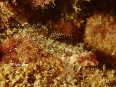 Blackthroat Triplefin photo 4