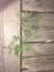 Lepidium virginicum