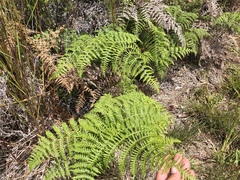 Pteridium aquilinum decompositum