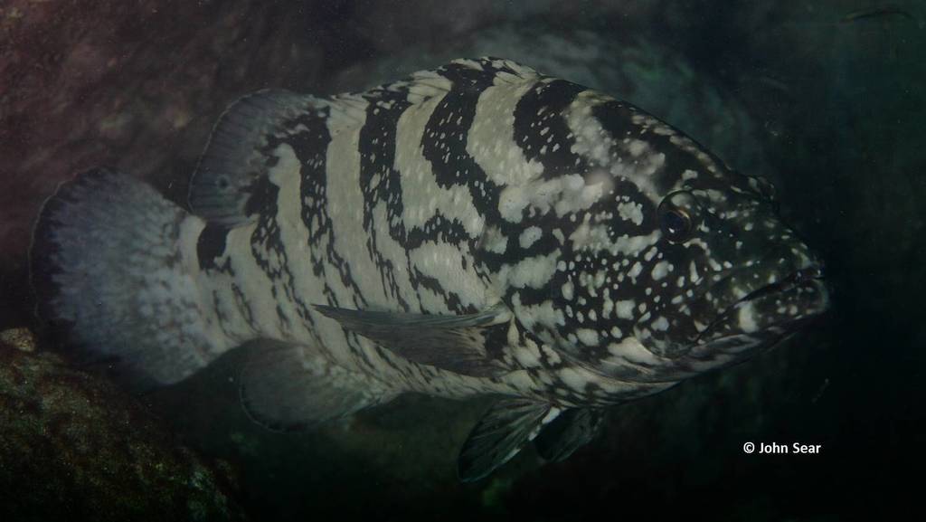 Black Rockcod (Fishes of Cabbage Tree Bay Aquatic Reserve, Sydney ...