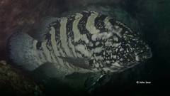 Epinephelus daemelii