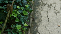 Chiromantes haematocheir