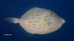 Eubalichthys mosaicus