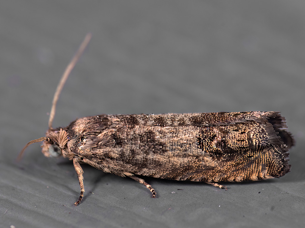 Cydia vallesiaca