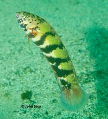 Eupetrichthys angustipes