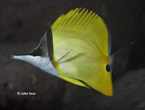 Forceps Butterflyfish