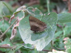 Lamprospilus orcidia