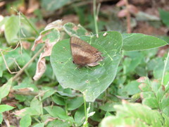 Lamprospilus orcidia