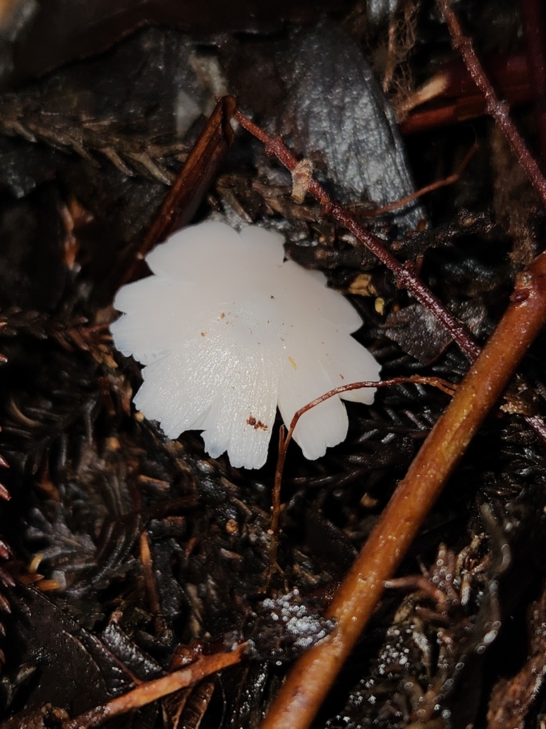 Humidicutis horakii · July 2025 · photo: © archie_tarn (iNaturalist, cc-by)