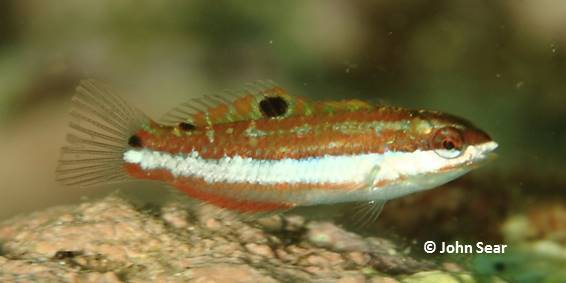 Christmas wrasse (Thalassoma trilobatum) — Labridae