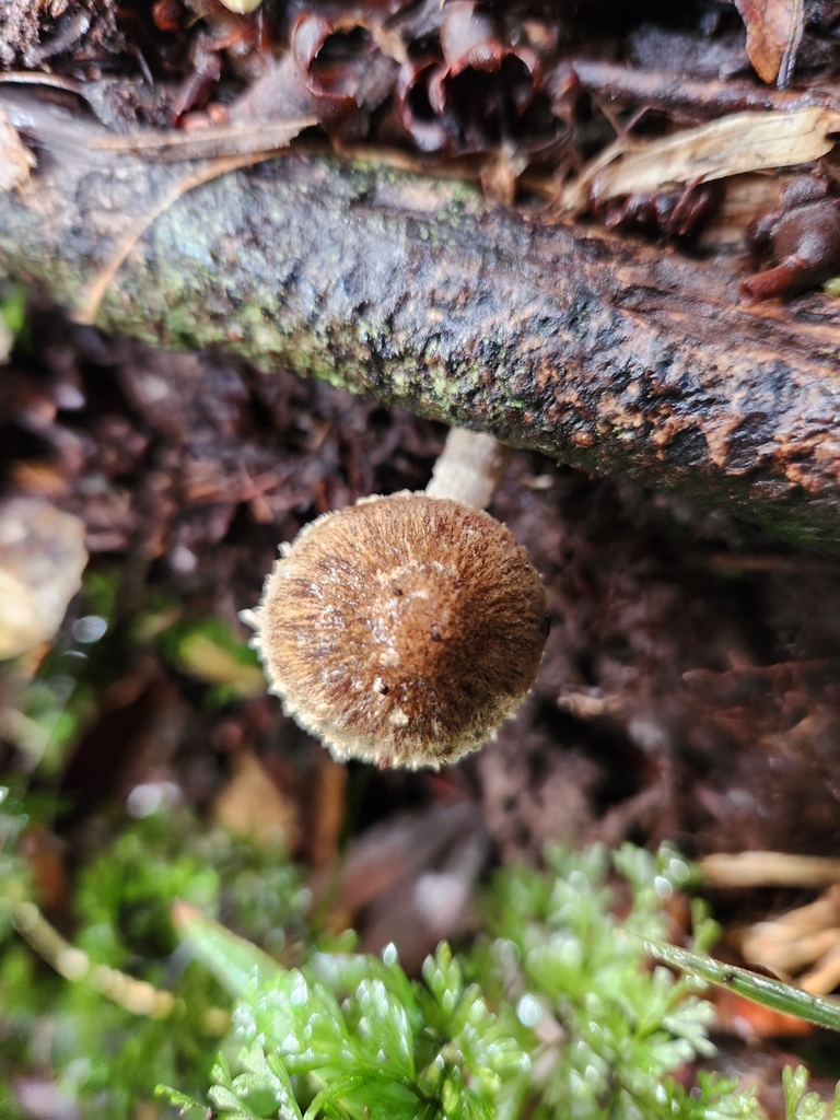 Psathyrella echinata · July 2025 · photo: © archie_tarn (iNaturalist, cc-by)