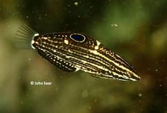 Halichoeres marginatus