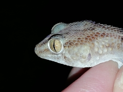 Chondrodactylus fitzsimonsi