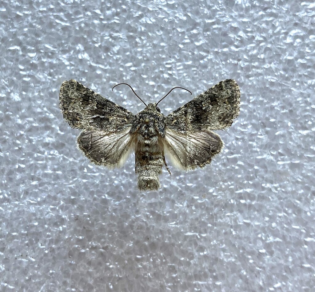 Small Ranunculus from Оренбургский р-н, Оренбургская обл., Россия on ...
