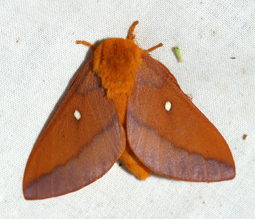 Pink-striped Oakworm Moths photo 6