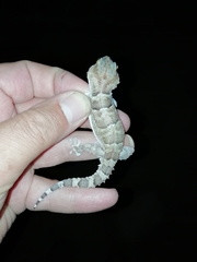 Chondrodactylus fitzsimonsi