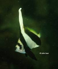 Heniochus diphreutes