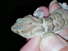 Chondrodactylus fitzsimonsi