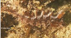 Heteroclinus roseus