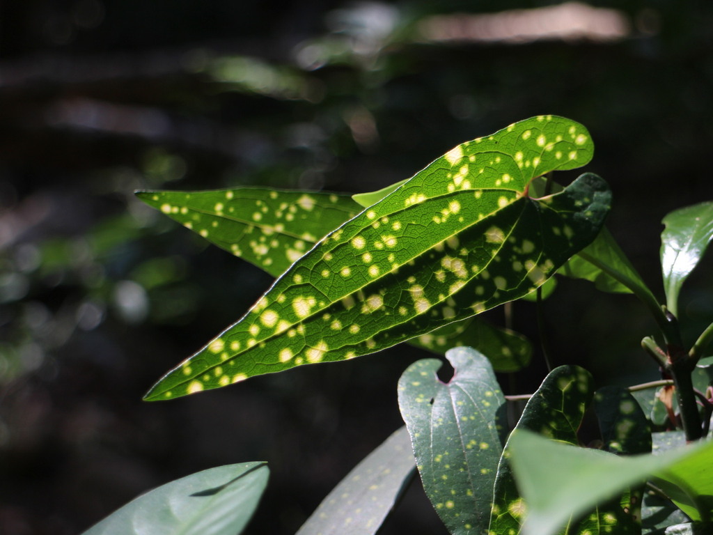 Aristolochia foveolata