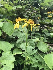 Ligularia japonica