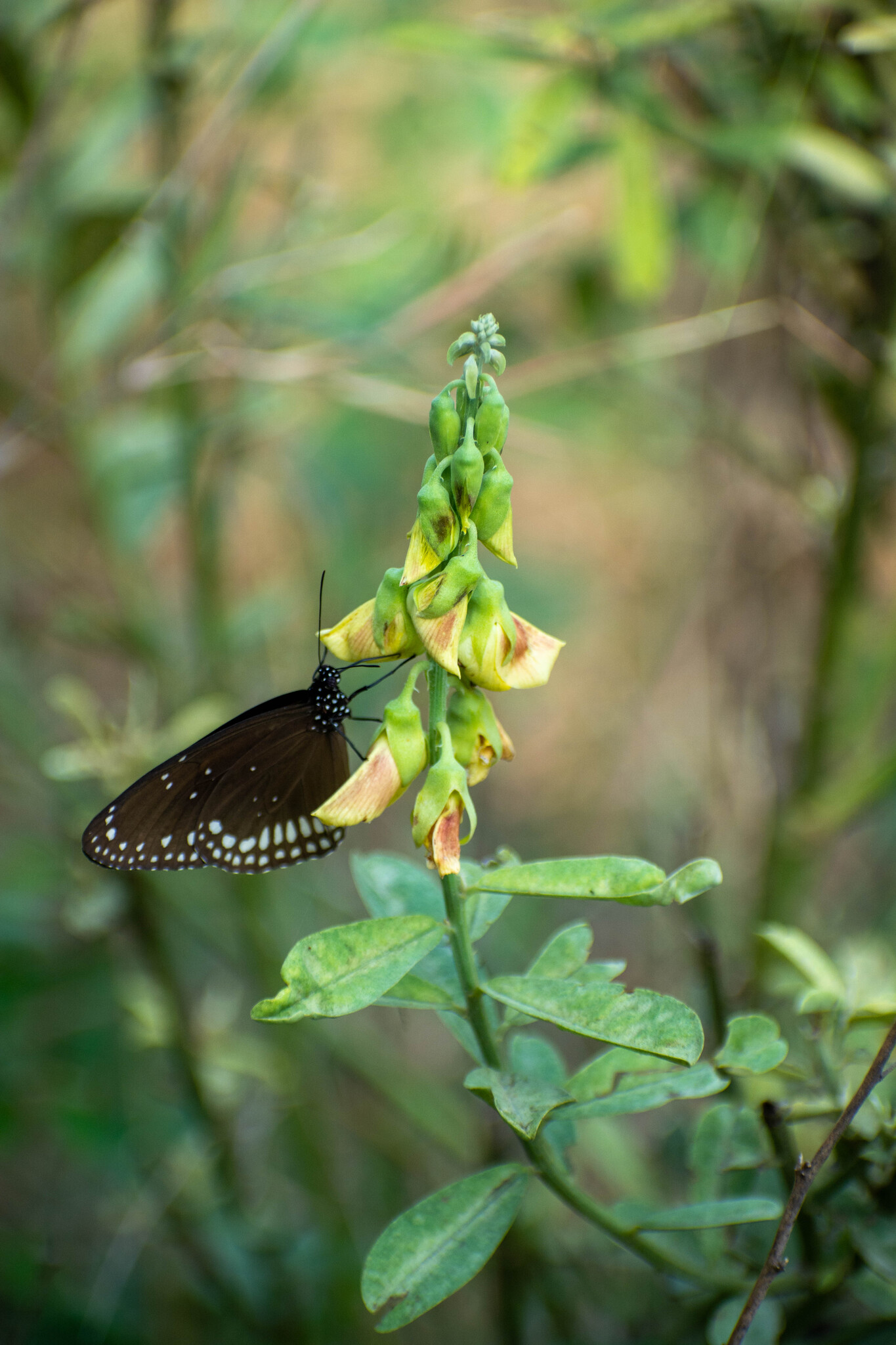 Common Crow