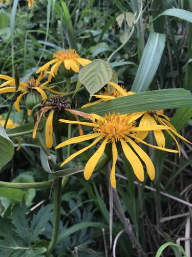 Ligularia japonica, photograph 3