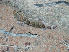 Chondrodactylus fitzsimonsi