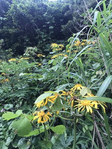 Ligularia japonica, photograph 2