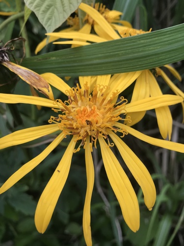 Ligularia japonica, photograph 5