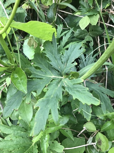Ligularia japonica, photograph 4