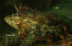 Heteroscarus acroptilus