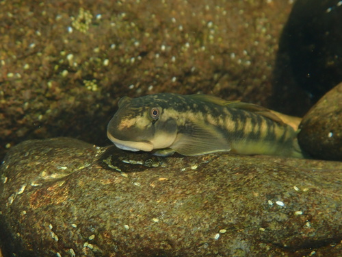 Sicyopterus squamosissimus