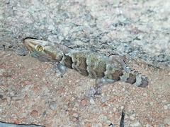 Chondrodactylus fitzsimonsi