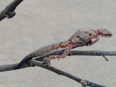 Kolekanos plumicauda