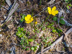 Ranunculus robertsonii