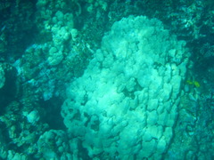 Porites compressa