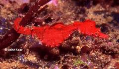 Idiotropiscis lumnitzeri