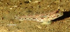 Istigobius hoesei
