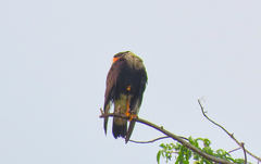 Caracara plancus