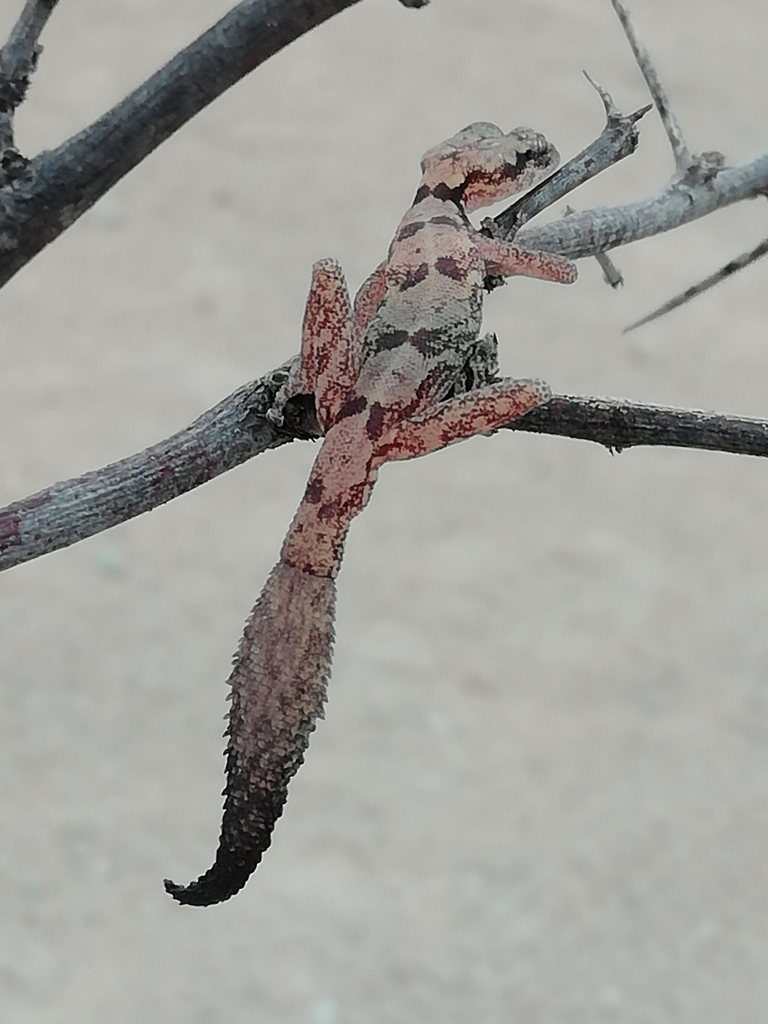 Feather-tailed Geckos