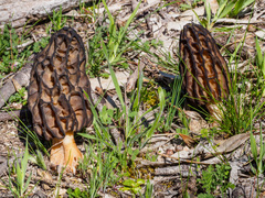 Morchella australiana