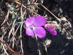 Clarkia lewisii