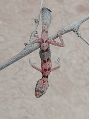 Kolekanos plumicauda