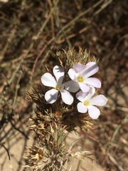 Leptosiphon grandiflorus