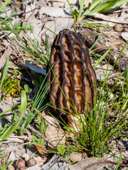 Morchella australiana