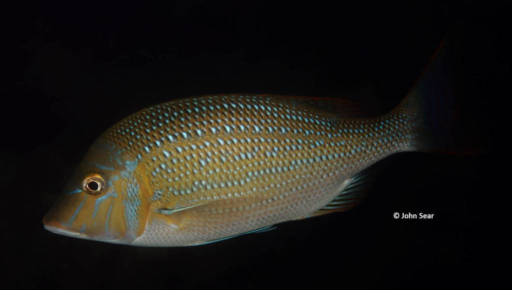 Spangled Emperor