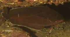 Lotella rhacina