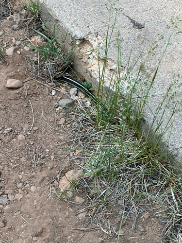 iNaturalist observation photo of Western Terrestrial Garter Snake