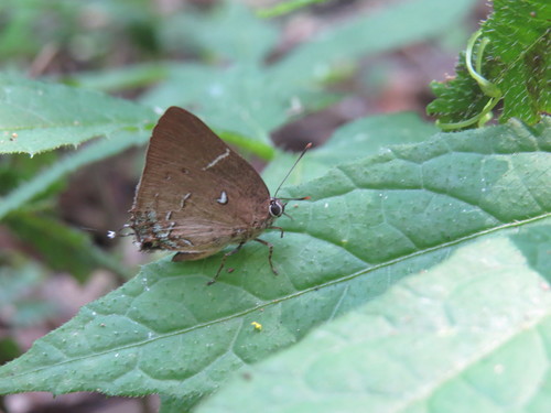 Oenomaus morroensis